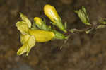 Smooth yellow false foxglove